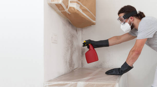 Professional Black Mold Removal technician working in Highlands, TX