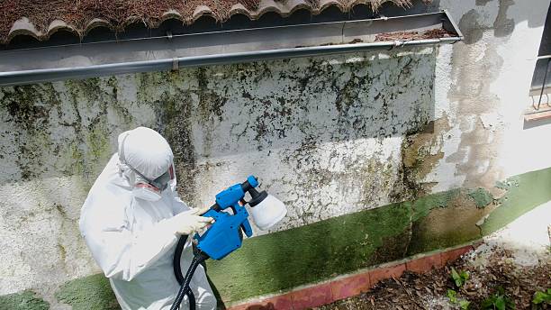 Trusted Black Mold Removal service in Highlands, TX - Cheap Mold Removal